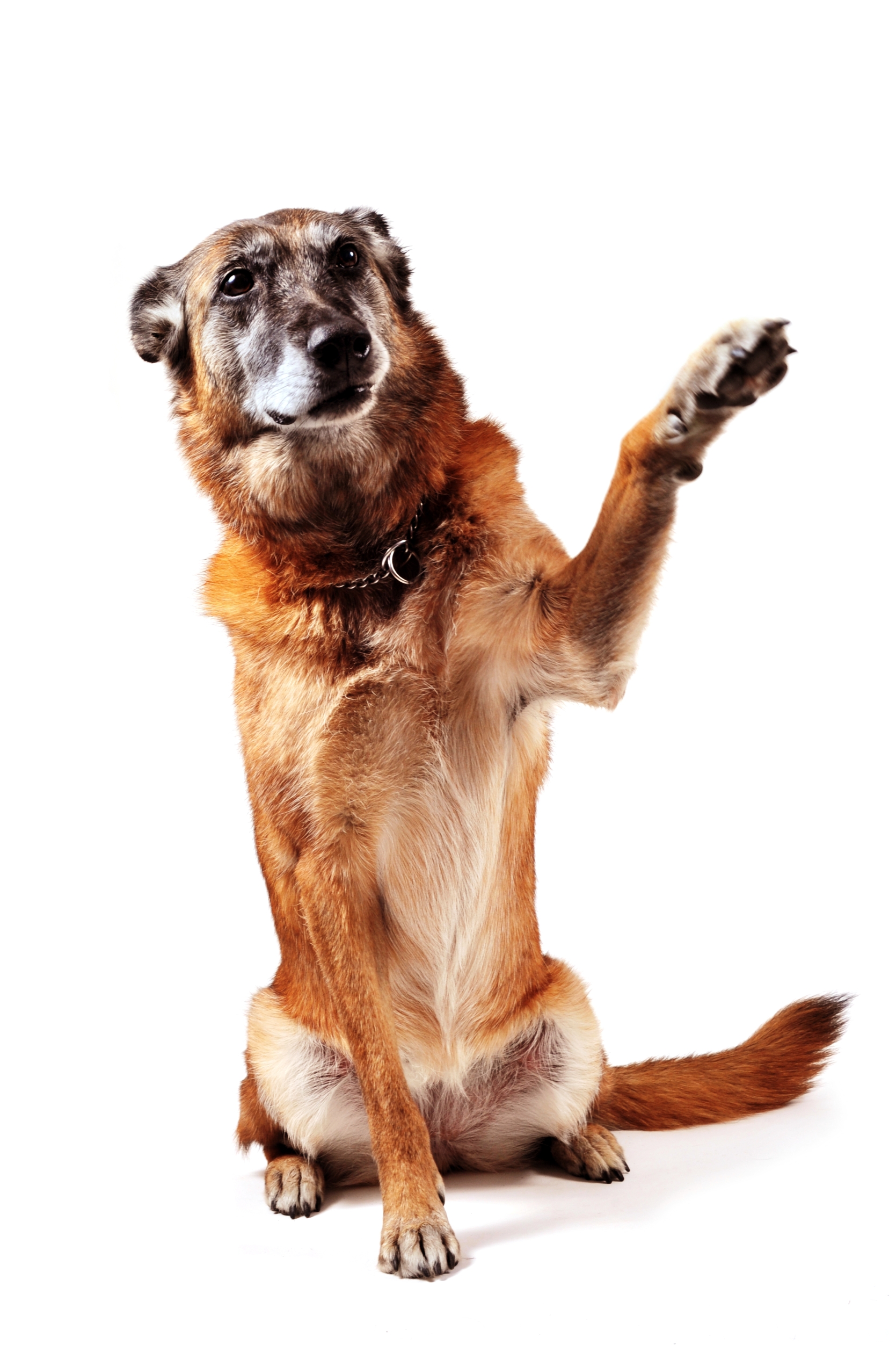 to Grey Matters! The Grey Muzzle Organization